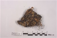 藏品(島衣屬)的圖片